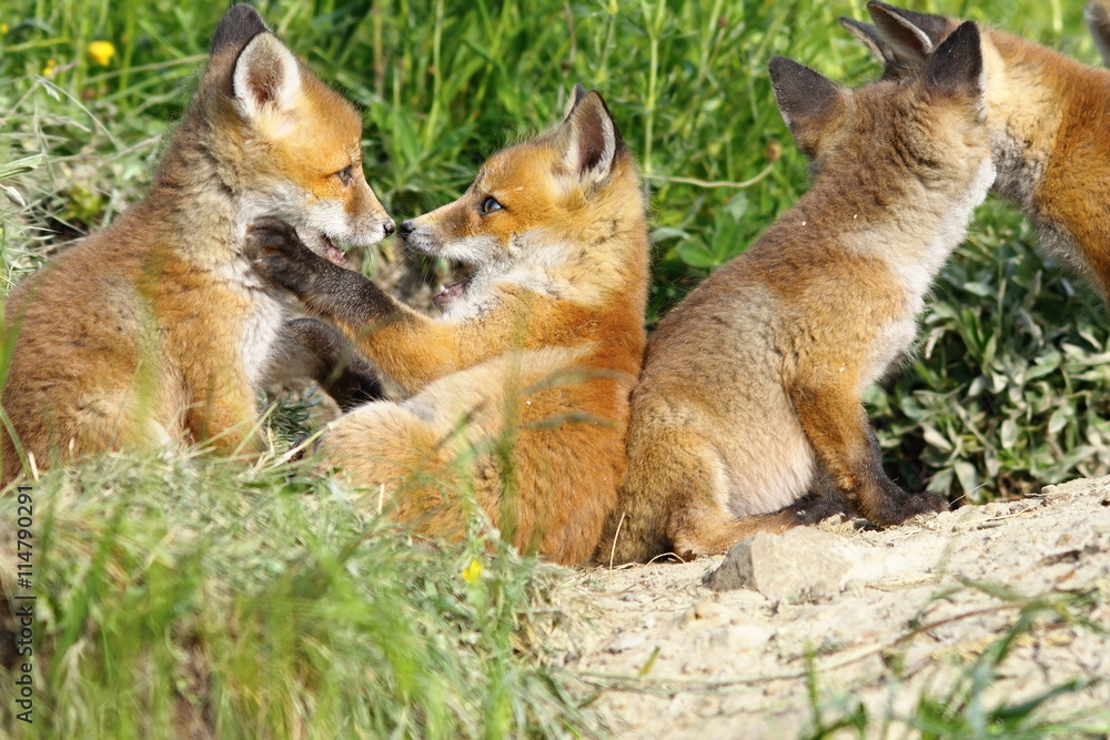 Fototapeta premium happy fox cubs playing near the den