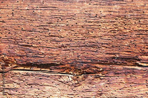 construction wood damaged by insect attack photo