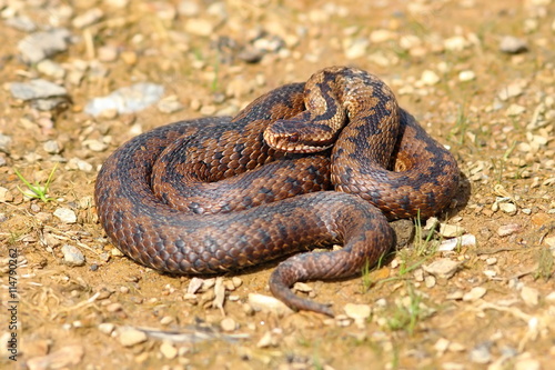 european snake vipera berus