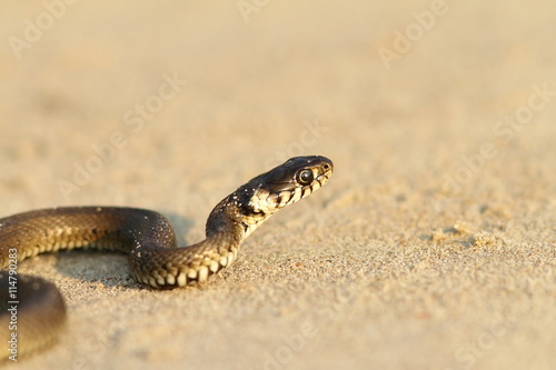 grass snake on sandy beach