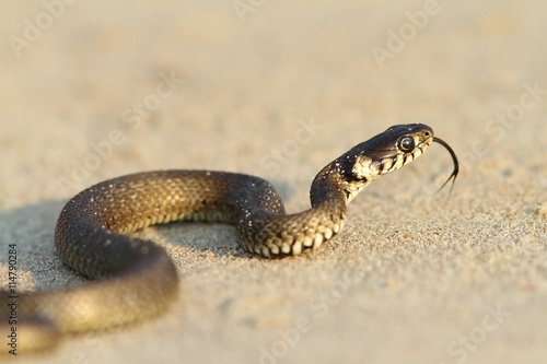 grass snake, juvenile on sand