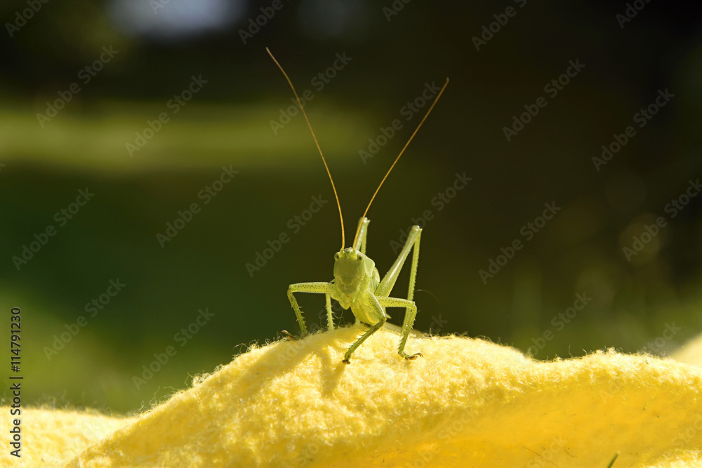 Fototapeta premium Green grasshopper on a yellow background - Tettigonia viridissima.
