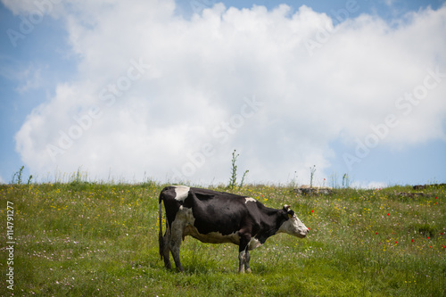 Canvastavla Holstein cow grazing