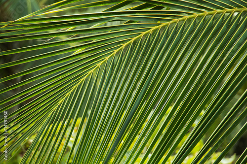 green palm tree leaf