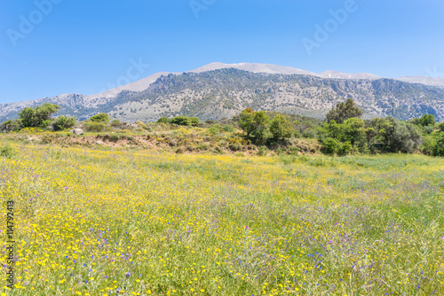 Beautiful wildflowers on the hillside in the foothills of the Ida mountains on Crete. The meadow, full of blooming flowers, is a habitat for all the insects, butterflies, bumblebees in the mountains