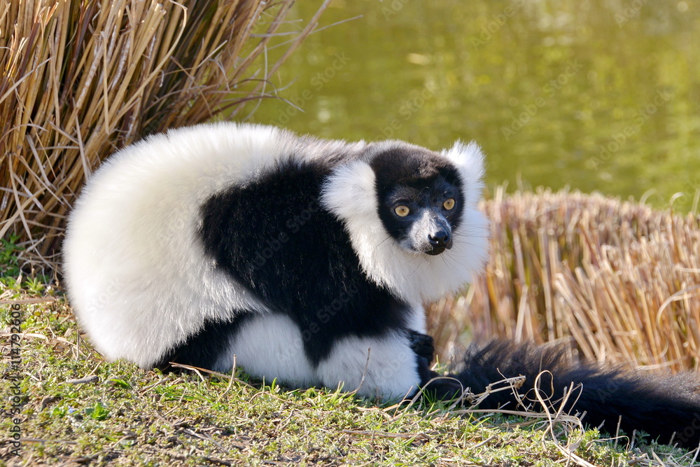 lemure dalla pelliccia bianca e nera