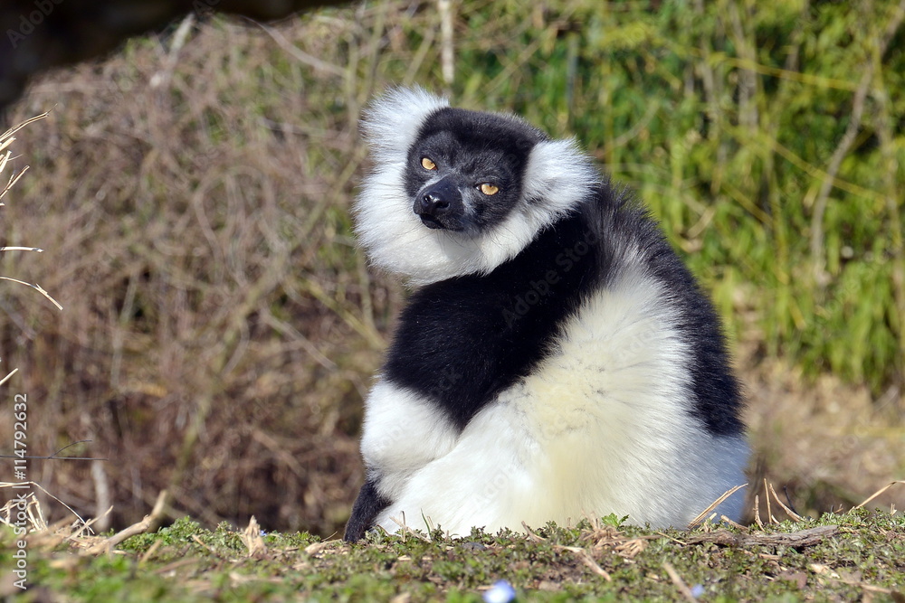 Fototapeta premium lemure dalla pelliccia bianca e nera