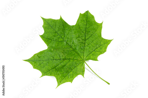 green maple leaf with water drops on white background