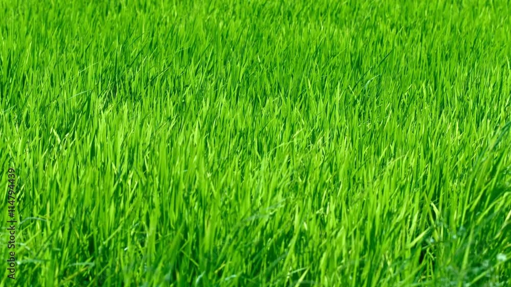 Video 4k - Steady, seasonal breeze stiring the long, slender leaves of young lowland rice on a small farm in Southeast Asia. Video 4k - Steady, seasonal breeze stiring the long, slender leaves of young lowland rice on a small farm in Southeast Asia.