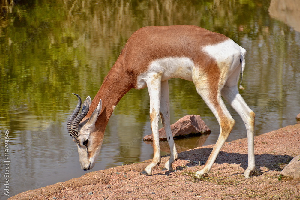 antilope si avvicina alla riva del fiume per dissetarsi antilope si avvicina alla riva del fiume per dissetarsi