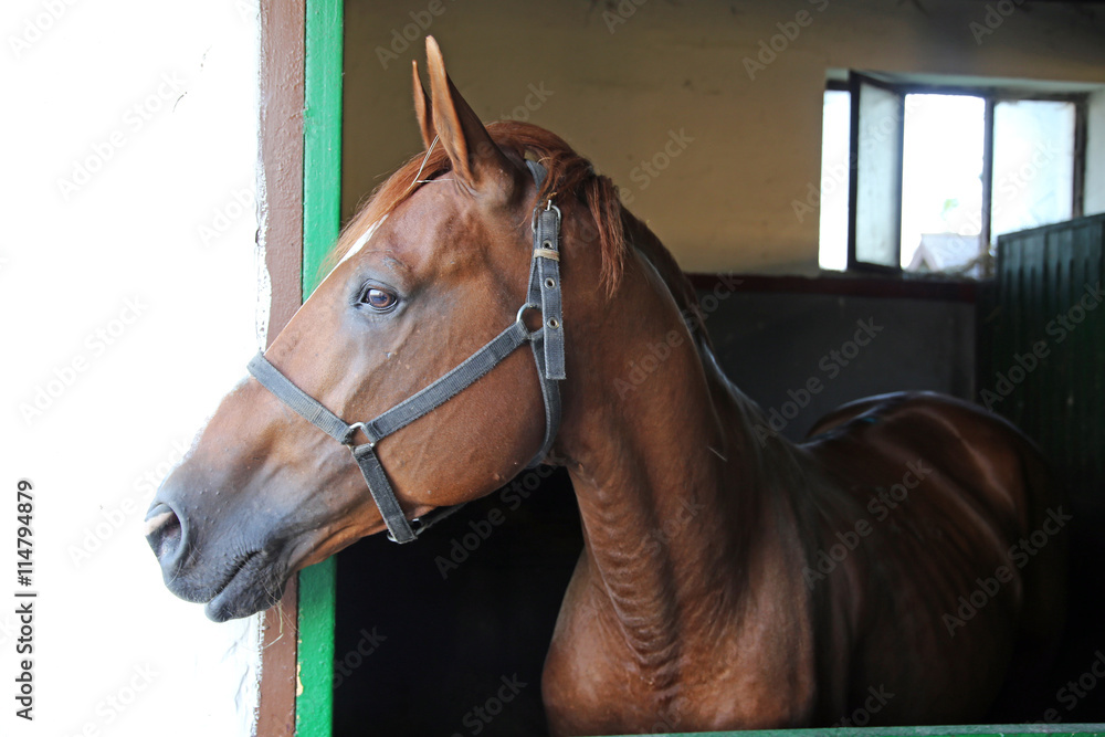 Fototapeta premium Bocznego widoku portret piękny purebred anglo-arabski ogier