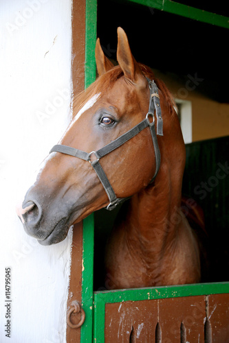 English-arabian gidran breed horse head profile portrait with an alert expression