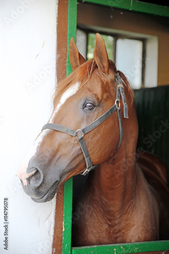 Anglo-arabian racehorse watching other horses out of the stable © acceptfoto