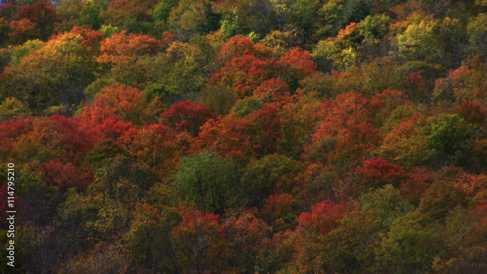 Time-lapse cloud shadows on wooded hillside in vivid autumn colors Time-lapse cloud shadows on wooded hillside in vivid autumn colors