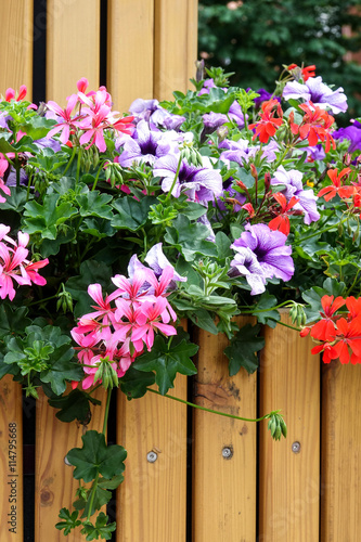 Fototapeta Naklejka Na Ścianę i Meble -  Geranien und Petunien im Blumenkasten