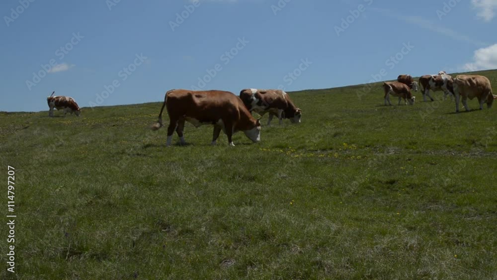 Herd of cows grazing in a pasture on a sunny day Herd of cows grazing in a pasture on a sunny day