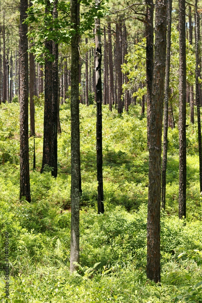 Forest of tall pine trees and a bright blue sky Forest of tall pine trees and a bright blue sky