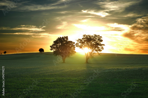 A beautiful sunset behind two trees standing in a green field