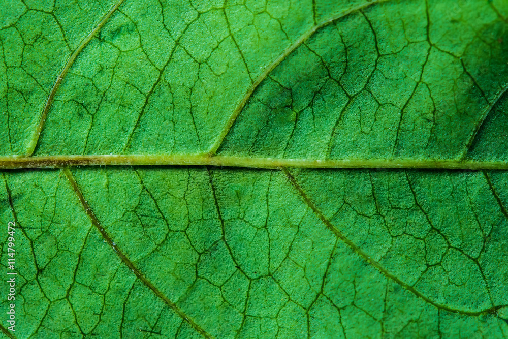 Details of green leaf close-up Details of green leaf close-up