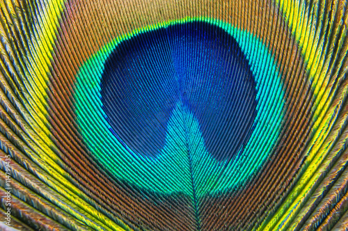 Close up of a peacock tail feather © Fotolia Premium