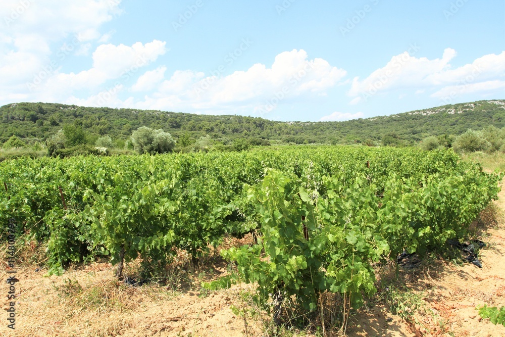 vignes 01072016