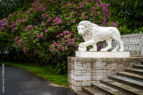 Old statue of lion and bush of lilac in city park after rain