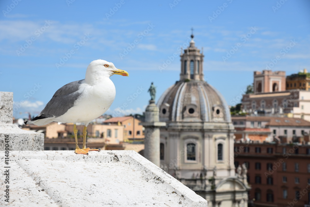 Gull on the outlook above historical center of Rome. Gull on the outlook above historical center of Rome.
