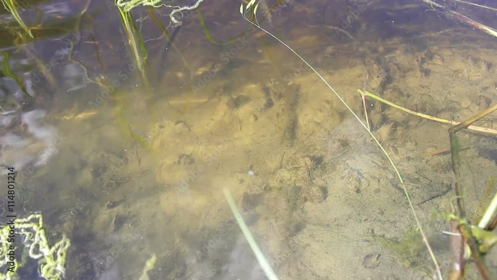 Algae on the bottom of the pond lake Algae on the bottom of the pond lake