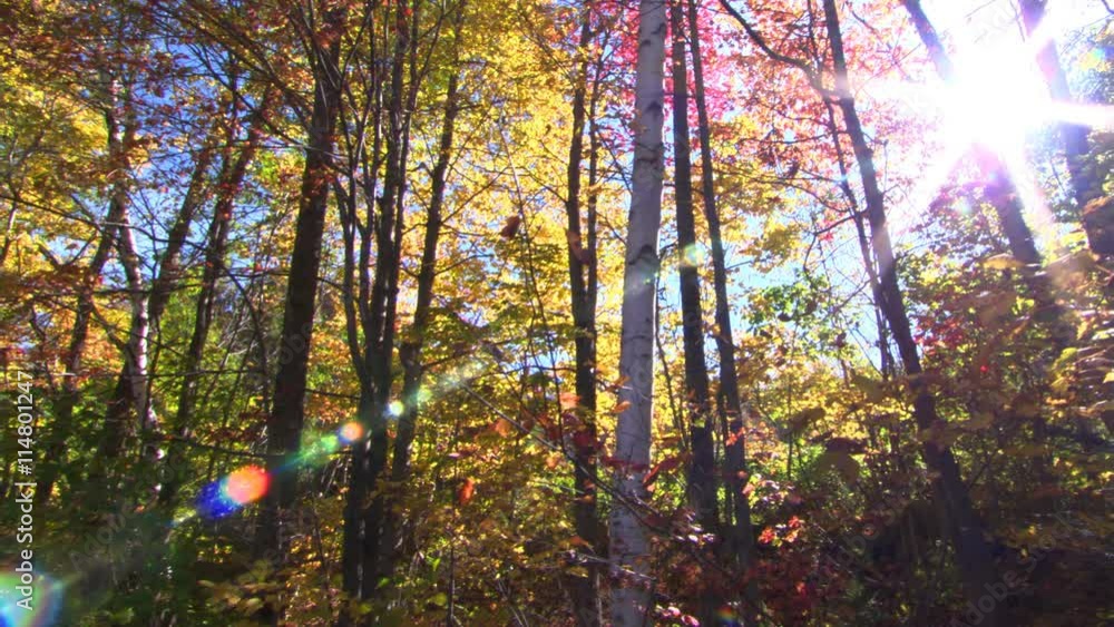 Sunlight creating brilliant flares among leafy autumn trees in a hardwood grove Sunlight creating brilliant flares among leafy autumn trees in a hardwood grove