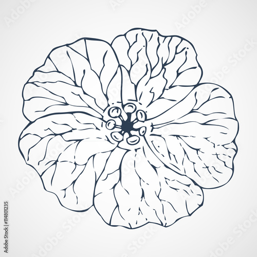 Fototapeta Naklejka Na Ścianę i Meble -  geranium vector hand drawn