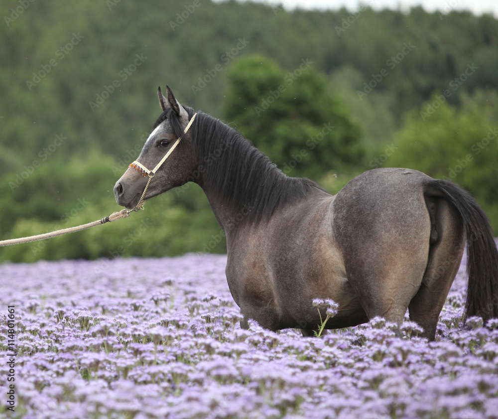 Nice arabian horse standing in fiddleneck field - obrazy, fototapety, plakaty 