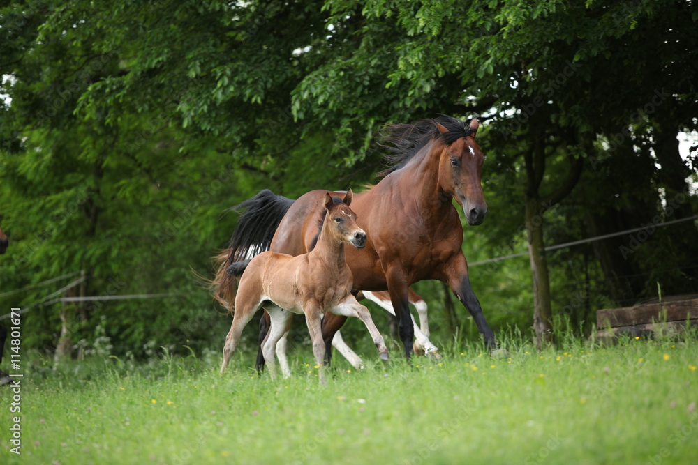 Lovely couple - mare with its foal - running together Lovely couple - mare with its foal - running together