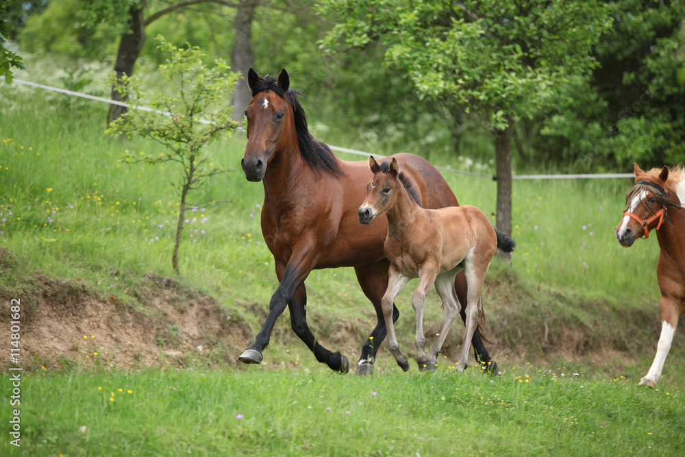 Lovely couple - mare with its foal - running together Lovely couple - mare with its foal - running together