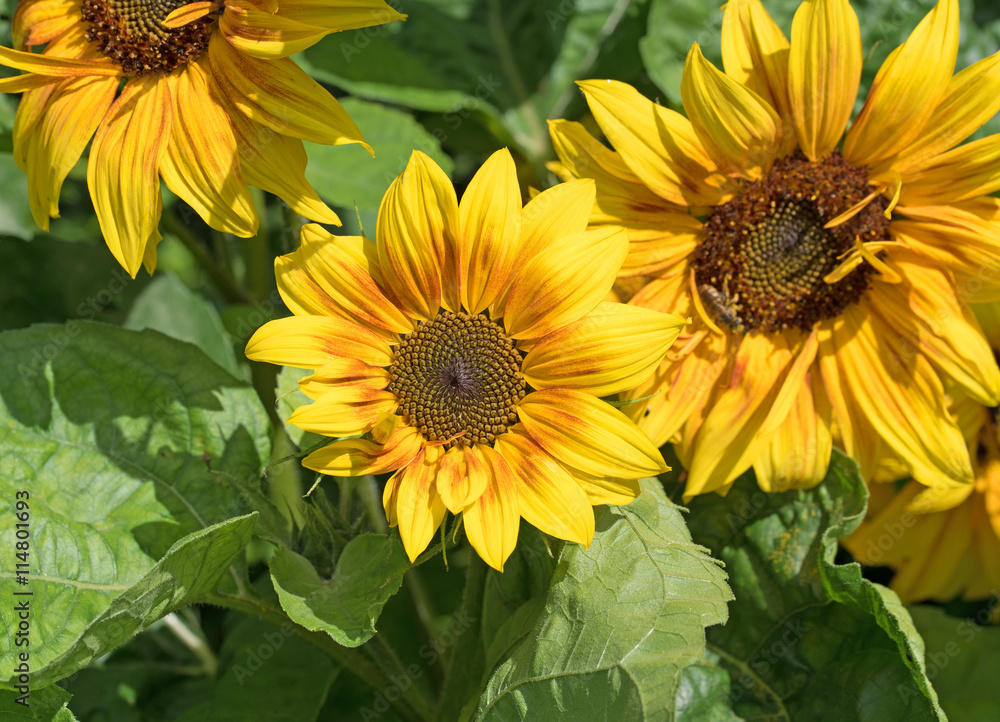 Obraz premium Sonnenblumen, Helianthus annuus, Sunflowers