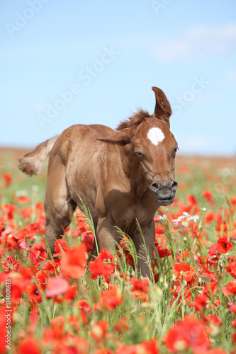 Amazing arabian foal running in red poppy field