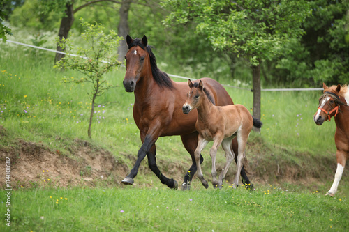 Lovely couple - mare with its foal - running together