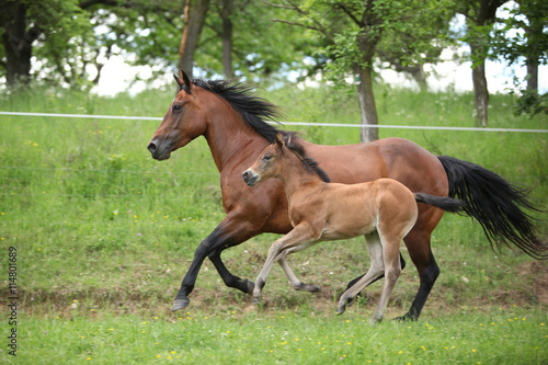 Lovely couple - mare with its foal - running together © Zuzana Tillerova