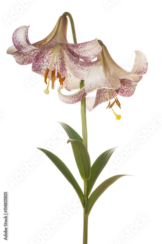 Fototapeta Naklejka Na Ścianę i Meble -  lily