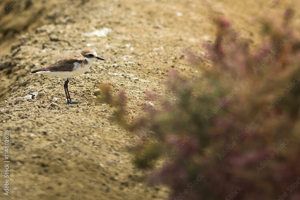 The Lesser Sand Plover