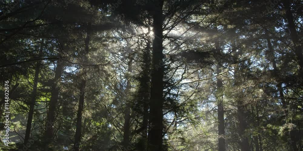 Bright sun behind tall conifer casting rays across Olympic Peninsula rainforest Bright sun behind tall conifer casting rays across Olympic Peninsula rainforest