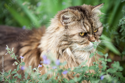 Fototapeta Naklejka Na Ścianę i Meble -  Perserkatze im Garten in einer Katzenminze-Staude 