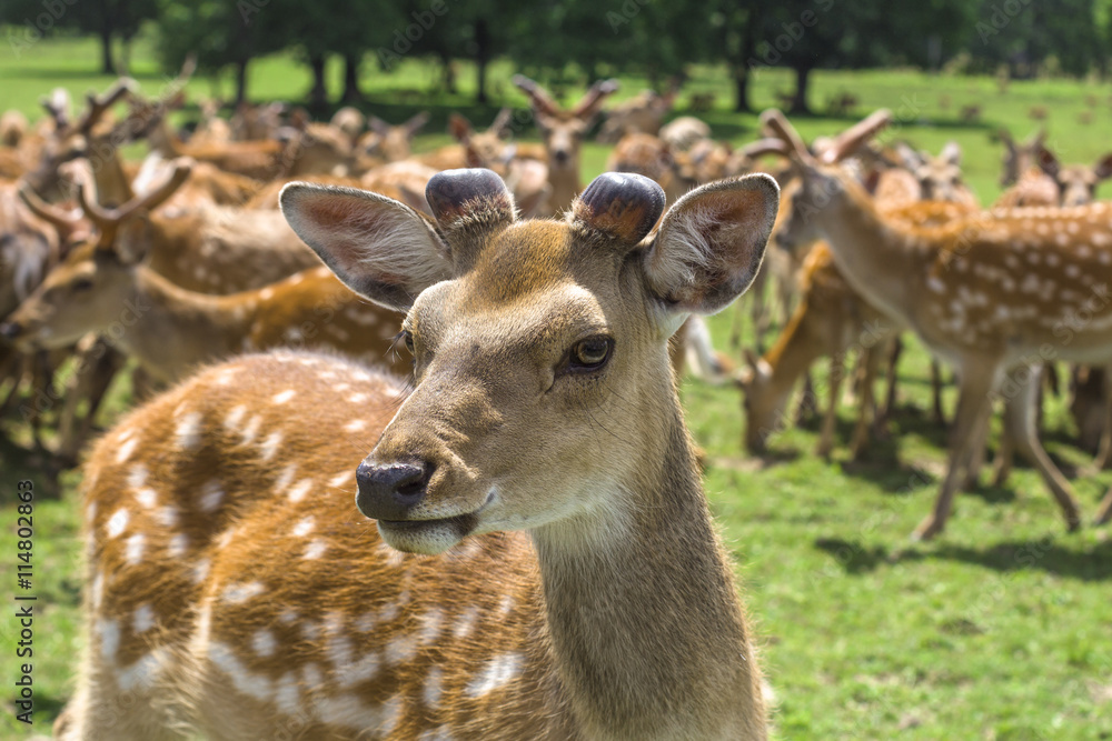 a herd of deer on the farm