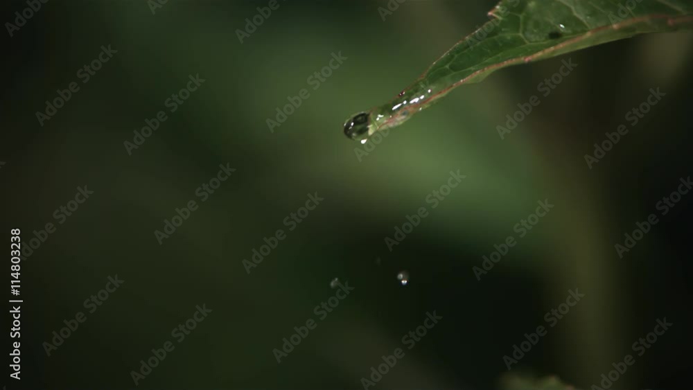 Ultra-slow motion raindrops splashing onto leaf and trickling from its tip Ultra-slow motion raindrops splashing onto leaf and trickling from its tip