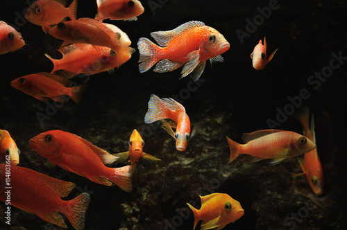 Gruppe Buntbarsche Aulonocara Firefish