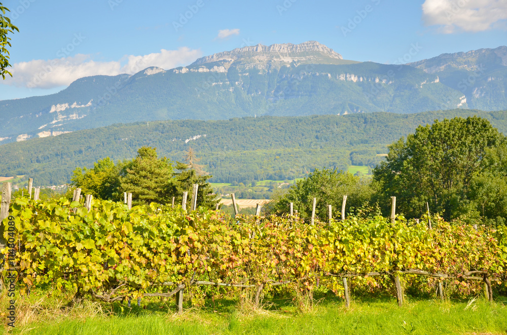 Obraz premium Vigne du Pays Voironnais (Isère / France)