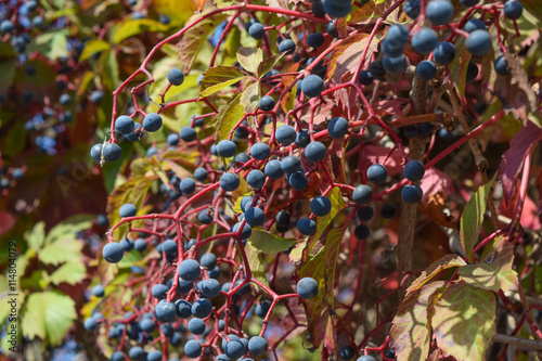 Berries are a Parthenocissus