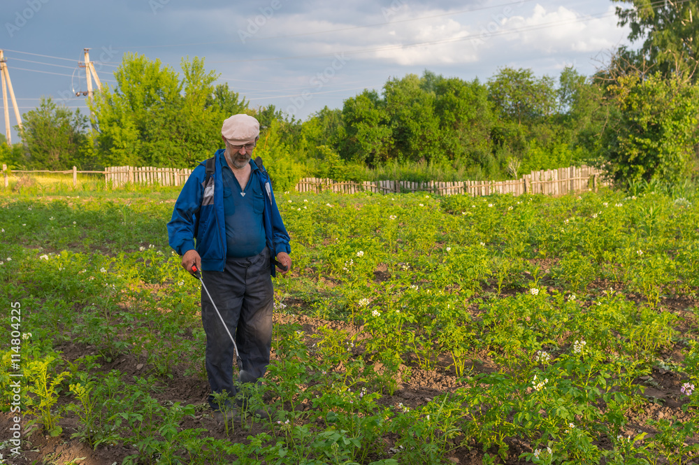 Ukrainian peasant processing potato plantation with insecticide liquid for Colorado beetle control