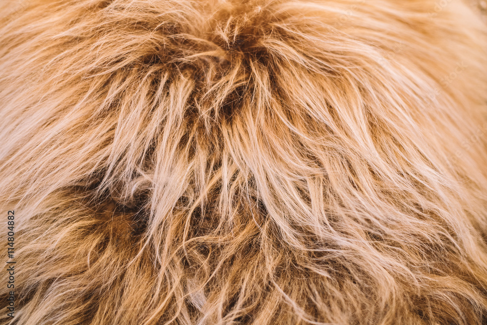 Light Tan Fur Hair Texture Light Tan Fur Hair Texture