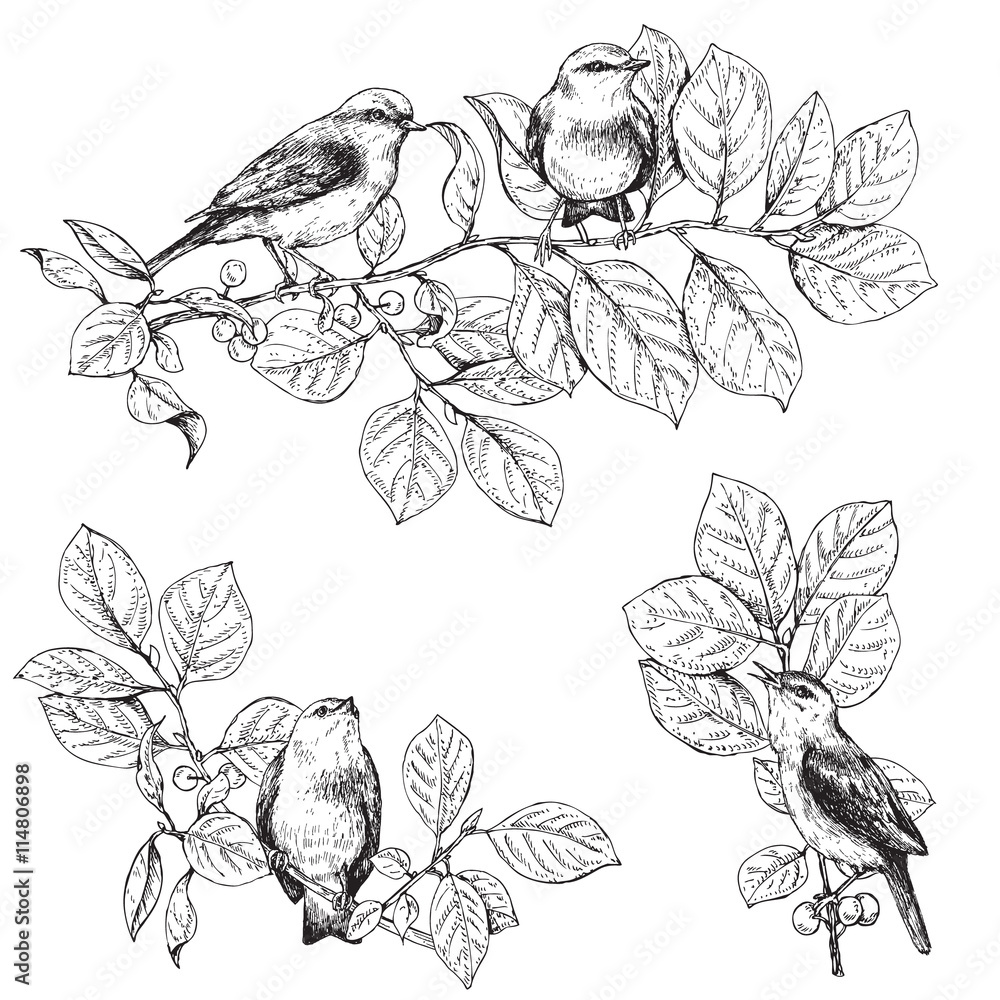 Naklejka Birds sitting on branches sketch