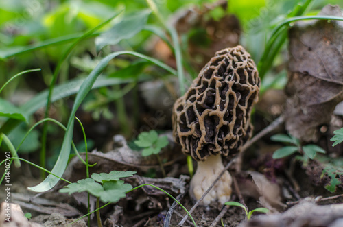 frisches speisemorchel im wald